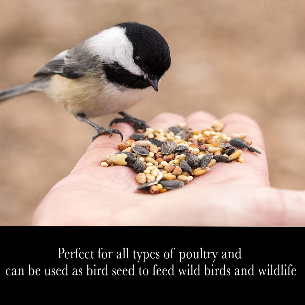 Whole Grain Scratch Feed 5-Pounds O5309