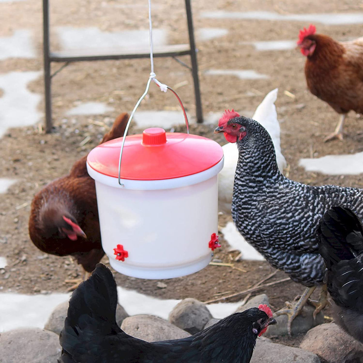 Heated Poultry Waterer Drinker 2-Gal 60W H95424