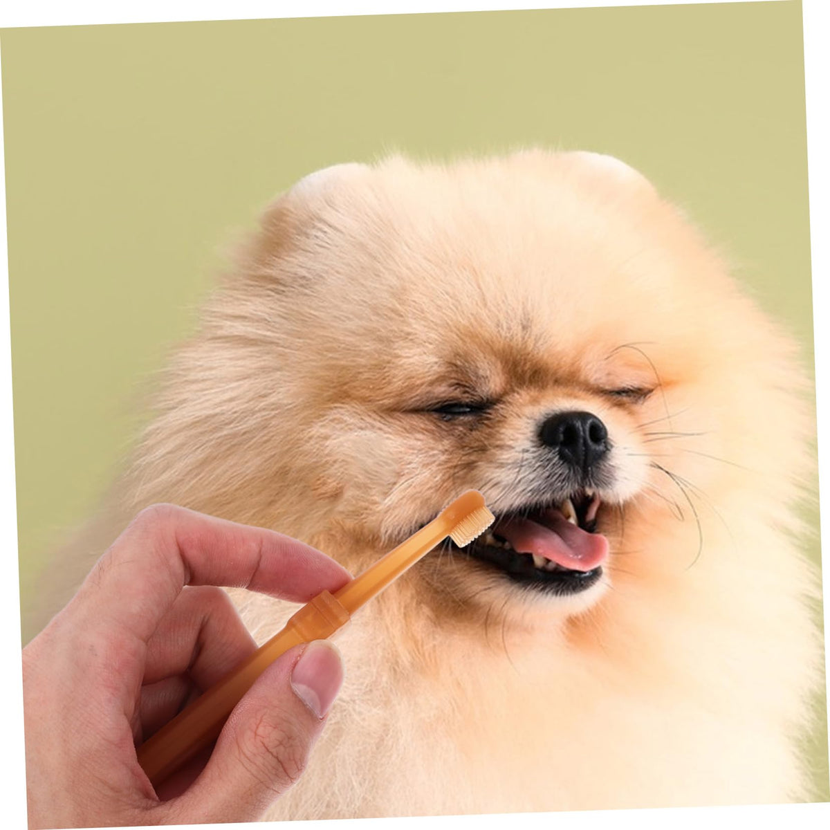 Silicone Dog Toothbrush Kit B456