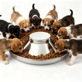 Stainless Steel Multi-Pet Feeding Bowl N25262